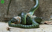 Cận cảnh con rắn cườm nuốt trọn con tắc kè ở khu rừng thuộc ba tỉnh Đồng Nai, Lâm Đồng, Bình Phước