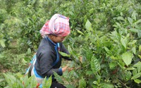 Chè Shan Tuyết hữu cơ vùng cao nguyên trắng Bắc Hà giúp bà con thu nhập ổn định