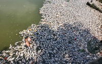 Bất ngờ cá chết nổi trắng mặt hồ điều hòa ở Quy Nhơn, Bình Định