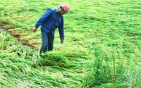 Quảng Bình: Giông lớn, hàng nghìn ha lúa chuẩn bị thu hoạch ngã rạp