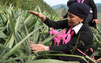 Đây là cách Trưởng thôn người Dao ở Lào Cai giúp bà con trong bản thoát nghèo