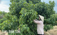 Mọi năm loại quả này dân Đắk Lắk khen ngọt ngon, tại sao năm nay nhìn lên cây lại kêu "đắng"?