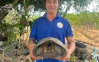 NÓNG: Bắt được một con động vật hoang dã kích thước khổng lồ nặng 11kg trên sông Vàm Cỏ ở Tiền Giang