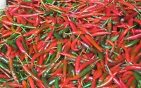Thị trường Đài Loan có quy định mới về nhập khẩu ớt, doanh nghiệp Việt Nam cần lưu ý một loại thuốc nhuộm