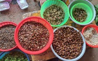 Một cái chợ độc, lạ ở Sơn La, nhìn trước ngó sau đều thấy bán côn trùng, la liệt đặc sản núi rừng