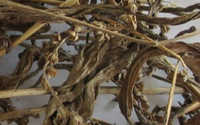 Loài cây dại ven đường ai ngờ lại là thảo dược quý của người dân Việt Nam