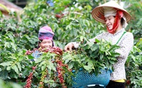 Trung Quốc, Mỹ chiếm 38% xuất khẩu nông lâm thủy sản Việt Nam, gạo, cà phê đều bán được giá cao