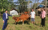 Phú Thọ: Trồng giống cây mới, nuôi vật nuôi mới, nông dân nghèo tăng thu nhập