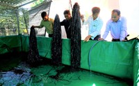 Ở Kon Tum, dân nuôi lươn con đặc sản dày đặc, bán thu tiền quanh năm, nhiều người đang đến xem