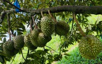 Giá sầu riêng ngày 7/5: Nhà vườn rầu lòng khi trái sầu riêng non gặp mưa rụng la liệt