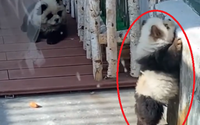 Trung Quốc: Sở thú phải xin lỗi vì dùng chó xù giả làm gấu trúc
