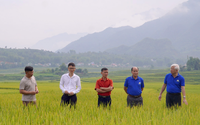 Lai Châu: Tổng kết mô hình lúa séng cù sản xuất theo quy trình hữu cơ