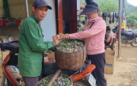 Mận hậu năm nay được giá mà sao nông dân một xã của tỉnh Sơn La vẫn không vui?