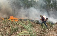 Đã khống chế đám cháy rừng keo và mía ở Khánh Hòa