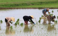 Thợ cấy lúa ở Nghệ An đắt khách, có nơi trả công gần nửa triệu một ngày vẫn khó thuê