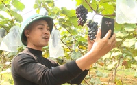 Kỹ sư “bỏ phố về quê” khởi nghiệp với mô hình trồng nho hạ đen ở ngoại thành Hà Nội