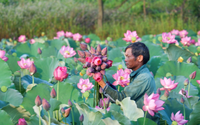 Thừa Thiên Huế: Hội Nông dân tập huấn kỹ thuật chăm sóc cây sen cho hợp tác xã