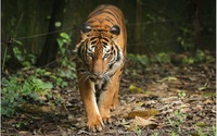 Người dân khẳng định đã nhìn thấy một con hổ trong rừng phòng hộ, ngành chức năng Quảng Bình đặt bẫy ảnh xác minh 