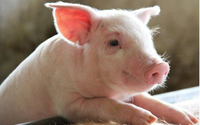 Giá lợn hơi tăng lên ở miền Bắc, đỉnh mới 71.000 đồng/kg đã được xác lập
