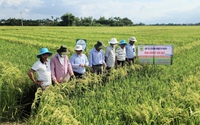 Liên minh Hợp tác xã Quảng Nam-“Cầu nối” hỗ trợ hợp tác xã phát triển vững mạnh