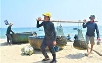 Một loài hải sản bu kín vào xác tàu đắm, kè đá, ngày ngày, ngư dân Quảng Nam lặn biển đi bắt thu tiền triệu