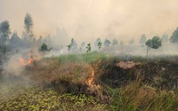 Cháy ở Vườn Quốc gia Tràm Chim, Cục Kiểm lâm nói gì về việc ảnh hưởng đến một loài động vật hoang dã?