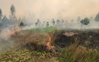 Vụ cháy Vườn quốc gia Tràm Chim (Đồng Tháp): Đã có thống kê diện tích thiệt hại
