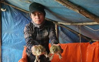 Một nông dân ở Khánh Hòa nuôi con đặc sản "ngồi dày đặc" ở bể lót bạt, tự trả lương 15 triệu/tháng
