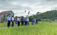 Hội Nông dân Hải Phòng tham gia giám sát việc quản lý, sử dụng đất trồng lúa tại huyện Thủy Nguyên