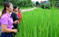 Hàng trăm hộ dân Phú Thọ mất trắng vụ xuân vì mua giống lúa lạ được "nổ" siêu năng suất trên mạng xã hội 