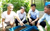 Nông dân Lào Cai hưởng lợi kép khi sử dụng đệm lót sinh học vào chăn nuôi