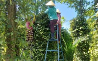Kiên trì giữ và chăm vườn tiêu, nay giá tiêu tăng cao, nông dân một huyện miền núi ở Bình Định lãi lớn