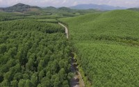 Hơn 217.000 tỷ Quy hoạch lâm nghiệp: Có 1 triệu ha chứng chỉ rừng bền vững, xuất khẩu gỗ, lâm sản đạt 25 tỷ USD