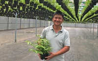 Đây là tỷ phú nông dân ở Lâm Đồng, anh giàu lên nhờ trồng thứ cây cảnh treo bóng râm, đó là cây gì vậy?