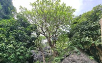 Một cây cổ thụ kỳ bí mọc trên khối đá khổng lồ cạnh chùa Thượng ở Ninh Bình