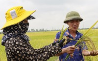 Những nông dân nhiều ruộng ở Thái Bình, mỗi vụ thu trăm tấn thóc, làm lúa lãi 600 - 800 triệu/năm