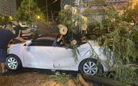 Hà Nội: Mưa lớn khiến cây bật gốc, 7 ô tô bị đè bẹp