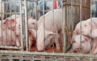 Giá lợn hơi biến động giảm ở miền Tây, lo dịch bệnh dân thận trọng tái đàn