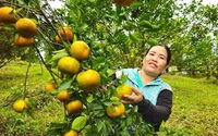 Một ông nông dân Quảng Bình nuôi cá dưới ao, trồng "thập cẩm" cây ăn quả trên vườn, thu 300 triệu/năm