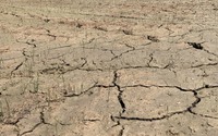 Nước bất ngờ nhiễm mặn, lúa chết khô, nông dân một huyện của TP.Đà Nẵng đứng ngồi không yên