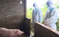 Dịch tả lợn châu Phi bùng phát ở 41 tỉnh, thành phố, kiến nghị tiêm vaccine bắt buộc trên đàn lợn