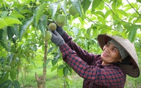 Quảng Ninh làm cách nào để tăng sản lượng, chất lượng nông sản xuất khẩu?