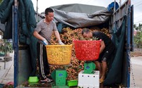 Một huyện của tỉnh Hải Dương, chỉ bán một thứ trái cây đỏ hồng mà nông dân thu 1.000 tỷ