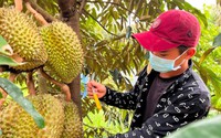 Độc lạ Bình Thuận: Nghề nghe tiếng "bộp bộp" hay "boong boong", ngửi mùi loại quả lắm gai kiếm tiền triệu mỗi ngày