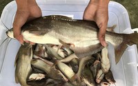 Ở một xã của Lào Cai, dân đang nuôi loại cá đặc sản, nghe tên đã thích, thấy tận mắt còn ham mua