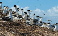 Một hòn đảo thuộc tỉnh Bà Rịa - Vũng Tàu, cả đảo không một bóng cây mà có đến 80 loài chim sinh sống