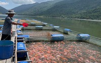 Nuôi dày đặc một loại cá nổi lên đớp mồi toàn màu hồng, nông dân này ở Bình Định bán 1,5 tấn, lãi 480 triệu