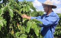 Một giống cà phê được trồng ở Tây Nguyên cho năng suất 4,3 tấn/ha, làm lợi trên 31.000 tỷ đồng cho nông dân
