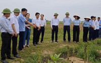 Hải Phòng: Tiếp tục giám sát quản lý, sử dụng đất trồng lúa tại xã Lý Học, huyện Vĩnh Bảo