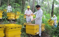 Mật ong Tam Đảo và bí quyết viết tên mật ong Việt Nam ra thế giới